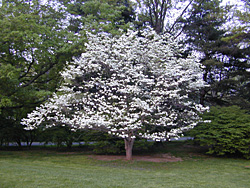 Photo: Dogwood tree.