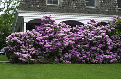 Photo: Rhododendron.